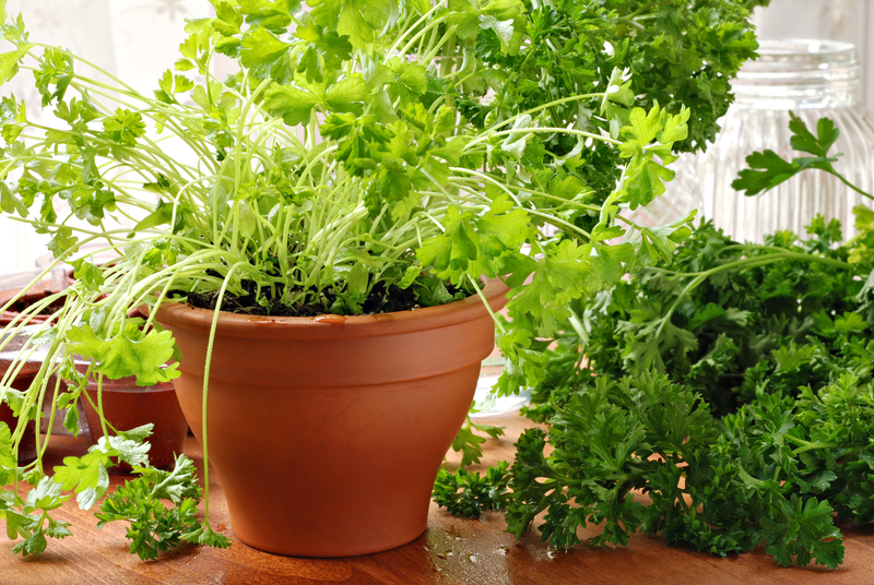 Garden yard